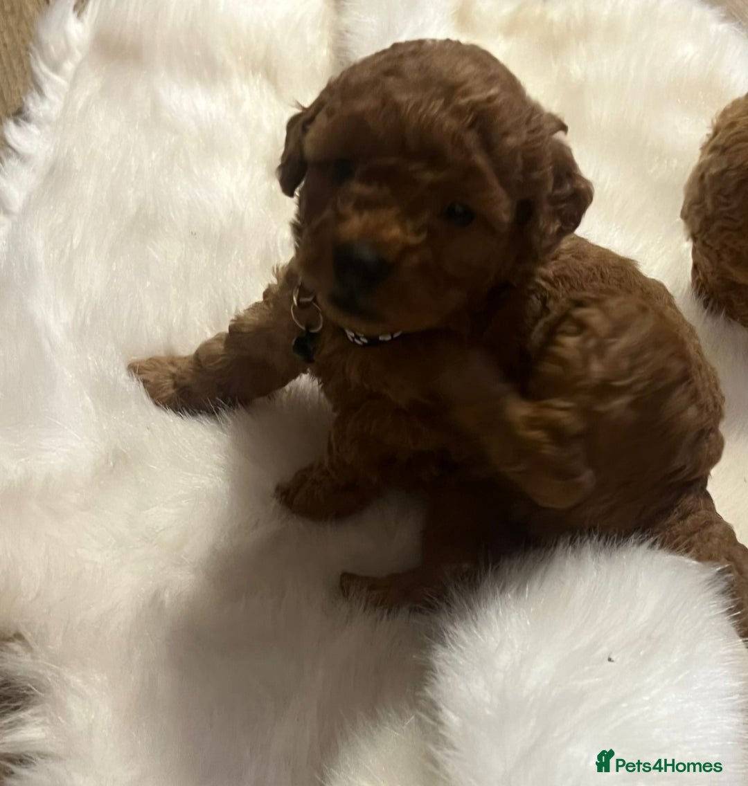 Cavapoo dogs for sale: Double curly coat cavapoo pups - Advert 12