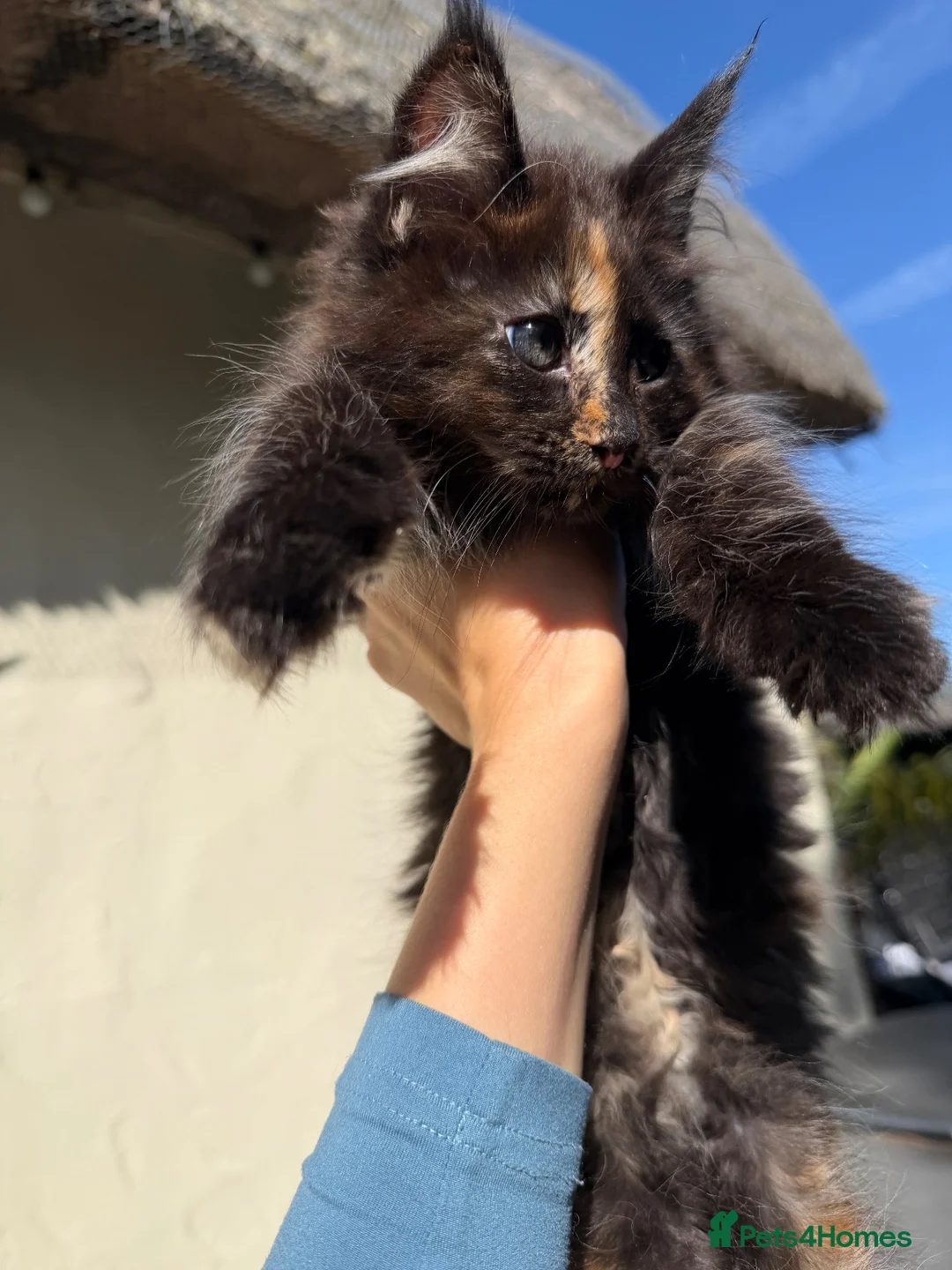 Maine Coon cats for sale: TICA Registered Pedigree Maine Coon Kittens - Advert 17