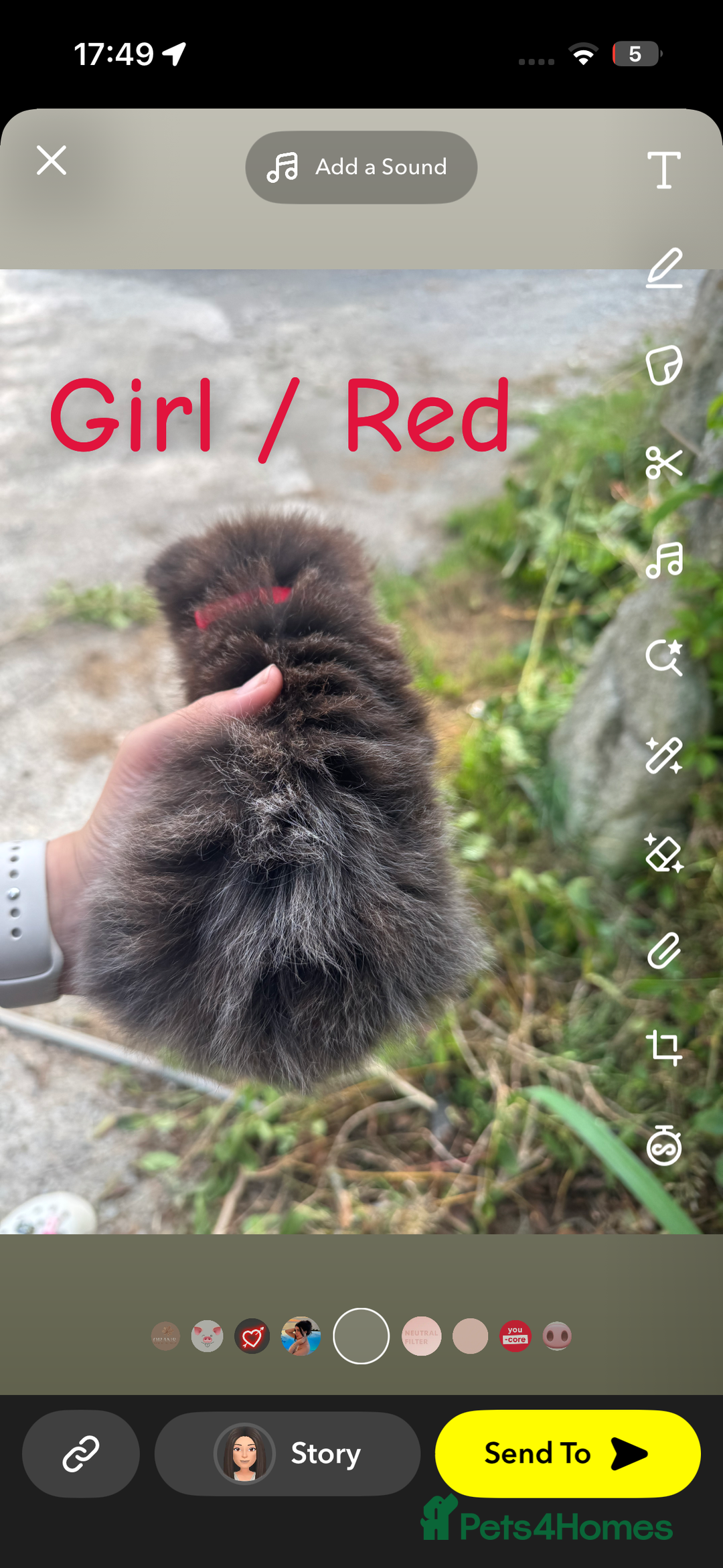 Mixed Breed cats for sale: Kittens mix breed - Image 10