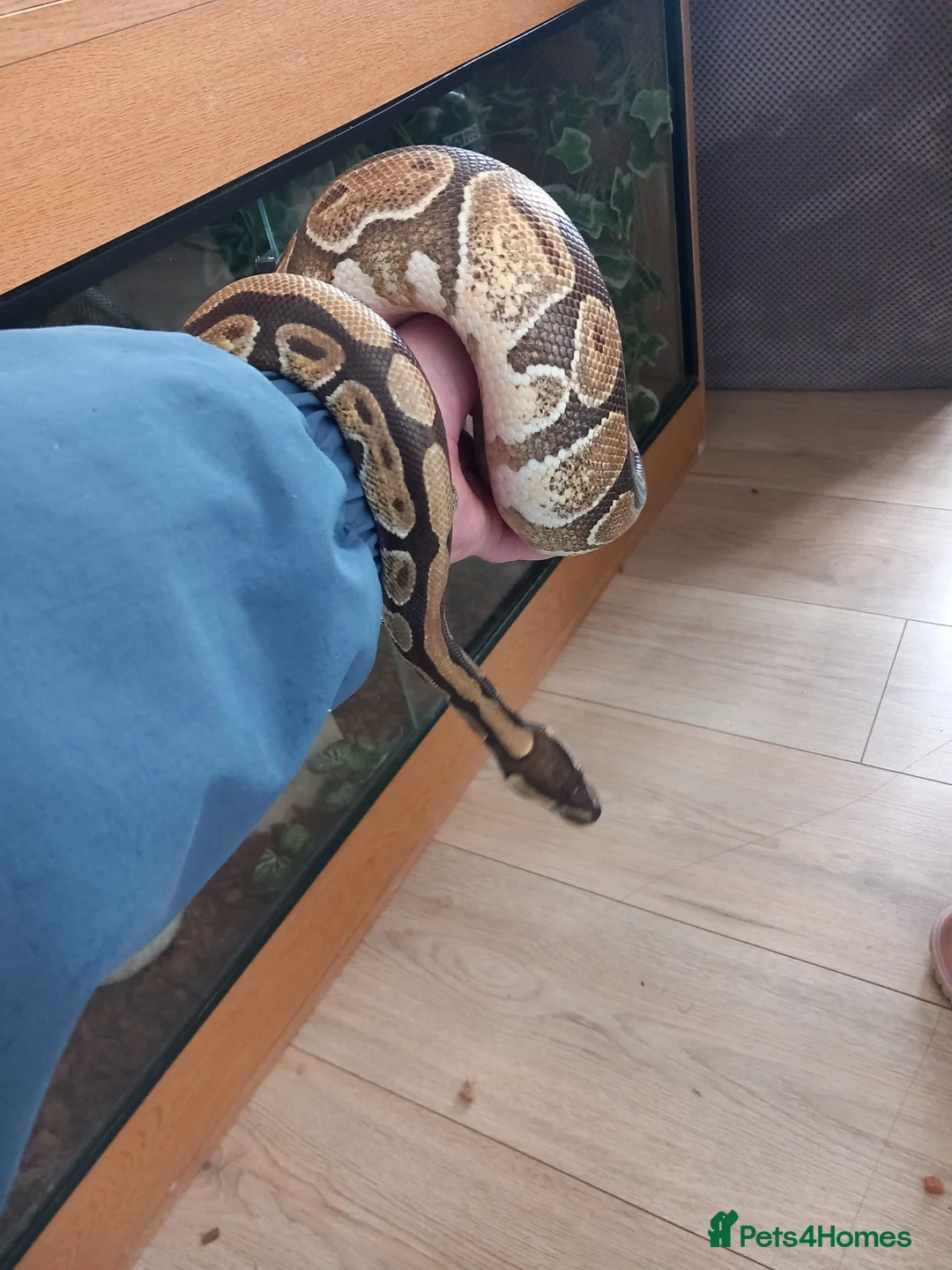 Python Snake reptiles for sale: Ball python x2 - Advert 2
