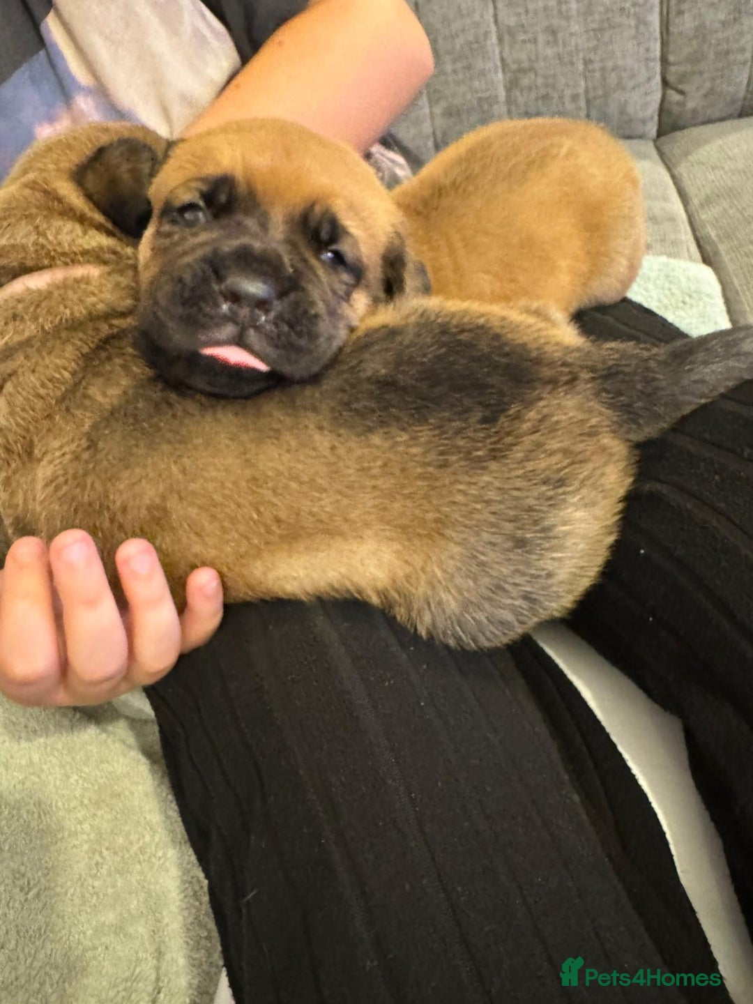 Mixed Breed dogs for sale: Puppies  - Image 12