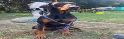 Dobermann dogs for sale: Working doberman - Advert 11