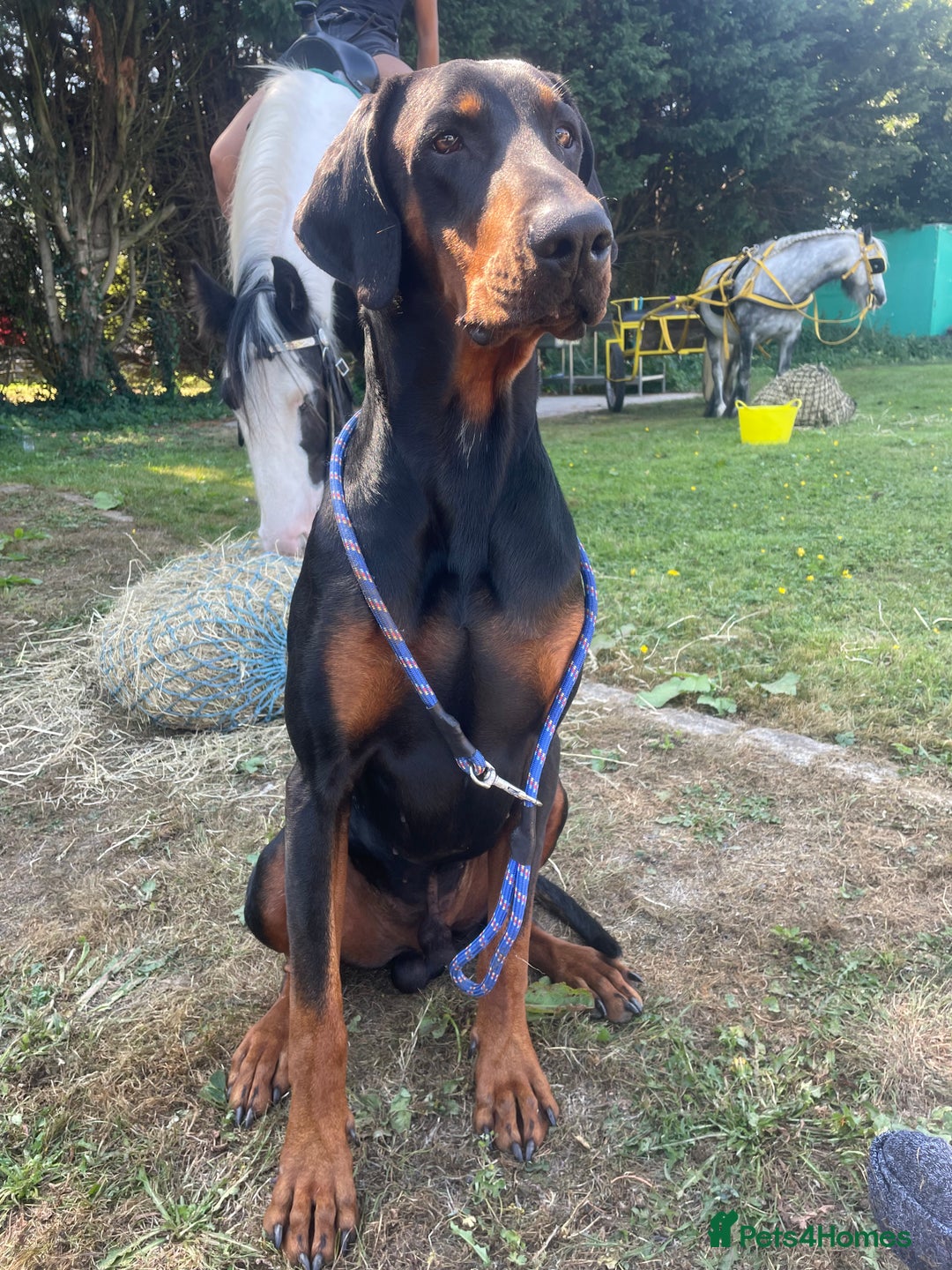 Dobermann dogs for sale: Working doberman - Advert 11
