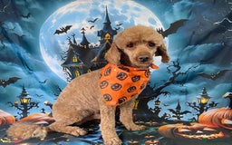 Cockapoo dogs for sale: 🐶Beautiful F1 Cockapoo Puppies🐾 - Image 19