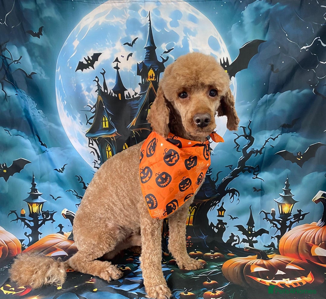 Cockapoo dogs for sale: 🐶Beautiful F1 Cockapoo Puppies🐾 - Image 19