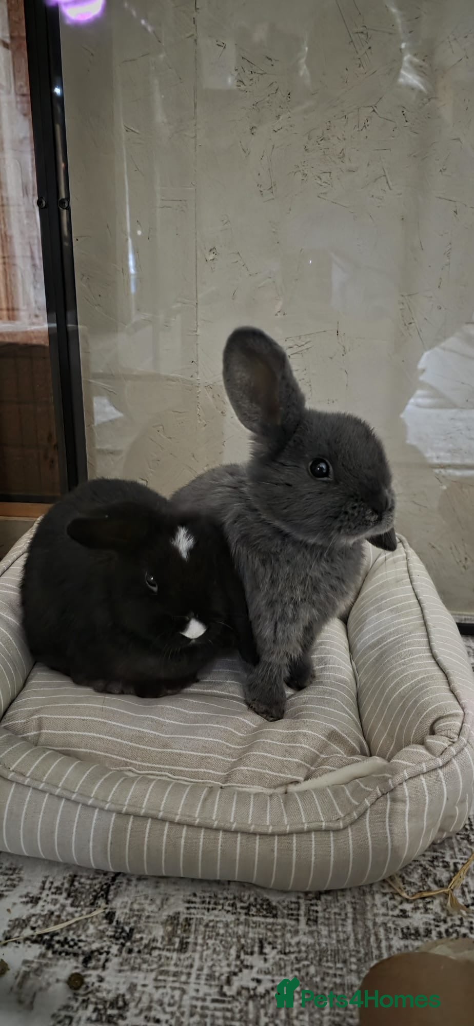 Mini Lop rabbits 2 x Mini Lops being rehomed - Advert 1