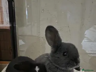 Mini Lop rabbits 2 x Mini Lops being rehomed - Advert 1