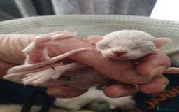 Devon Rex cats for sale: 2 Devon Rex kittens for sale!🐯🐯 - Image 2