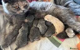 British Shorthair cats for sale: 🌟GCCF Registered Kittens, Ready 21st August🌟 in Abergavenny - Image 4