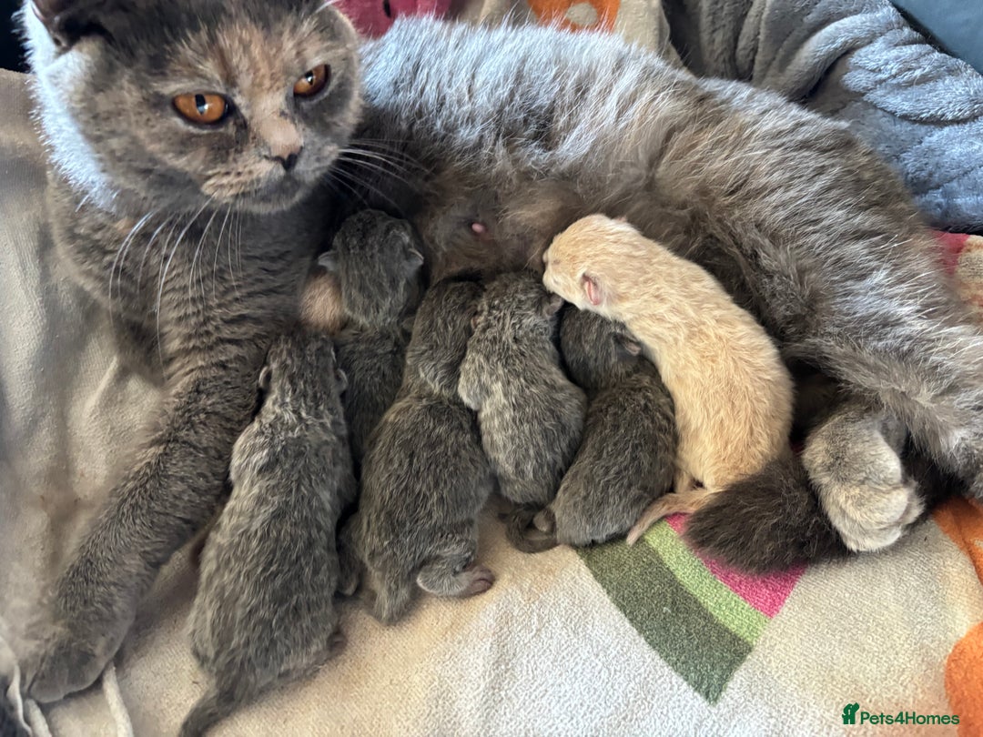 British Shorthair cats for sale: 🌟GCCF Registered Kittens, Ready 21st August🌟 in Abergavenny - Image 4