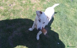 Jack Russell dogs for stud: For stud! - Image 1