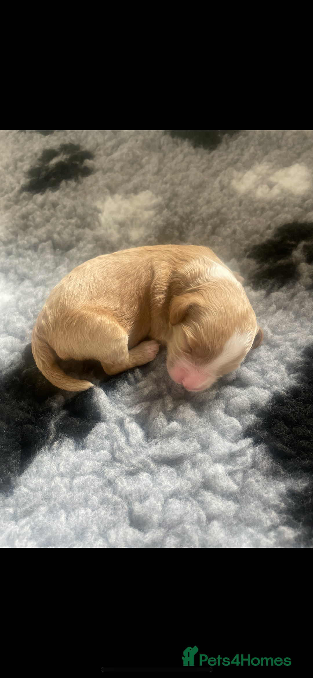 Cockapoo dogs for sale: F1b cockapoo puppies  - Image 7