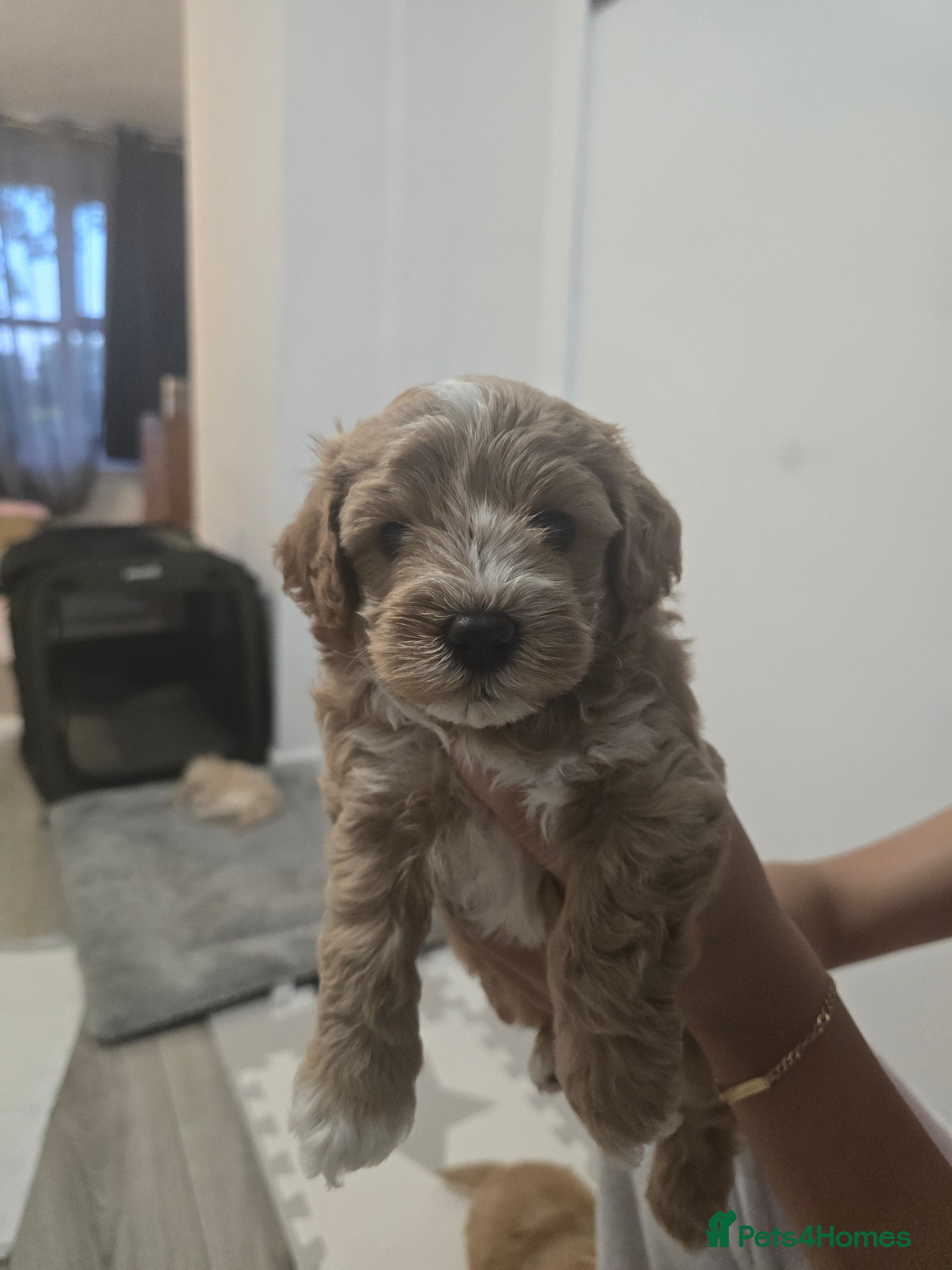 Maltipoo dogs 💙💙💙Tiny Maltipoo puppies🐶🐶🐶 - Advert 5