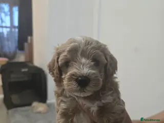 Maltipoo dogs 💙💙💙Tiny Maltipoo puppies🐶🐶🐶 - Advert 5