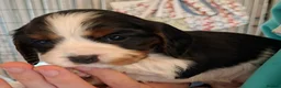 Cockalier dogs for sale: Cockalier. Health tested parents  - Advert 4