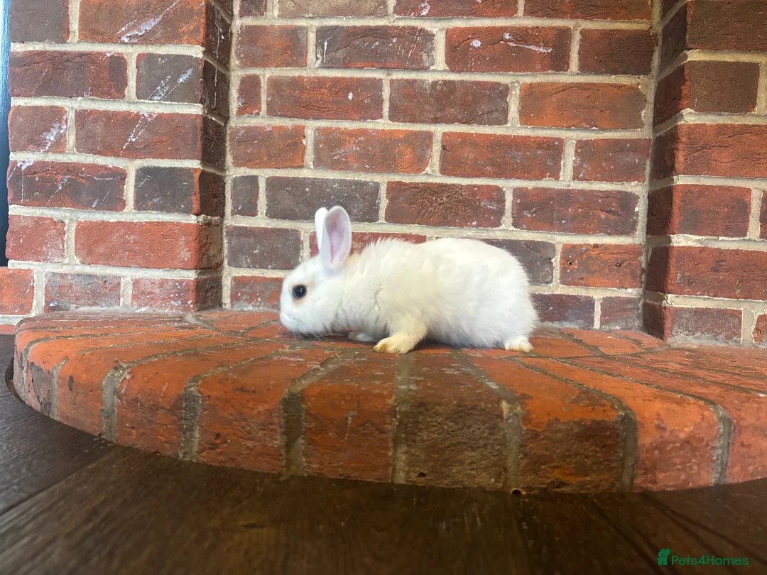 Mixed Breed rabbits for sale: Dwraf bunnies for sale  - Advert 10