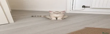 British Shorthair 1