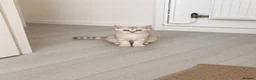 British Shorthair cats for sale: Gorgeous British Short Hair Kittens  in London - Advert 4