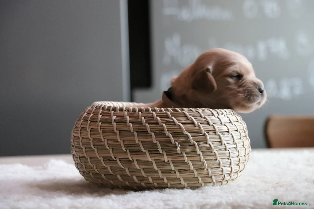 Golden Retriever dogs for sale: LITTLE BUNS - Advert 25