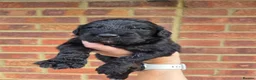 Goldendoodle dogs for sale: 🐾 Beautiful F1 Goldendoodle Puppies Available 🐾  - Advert 16