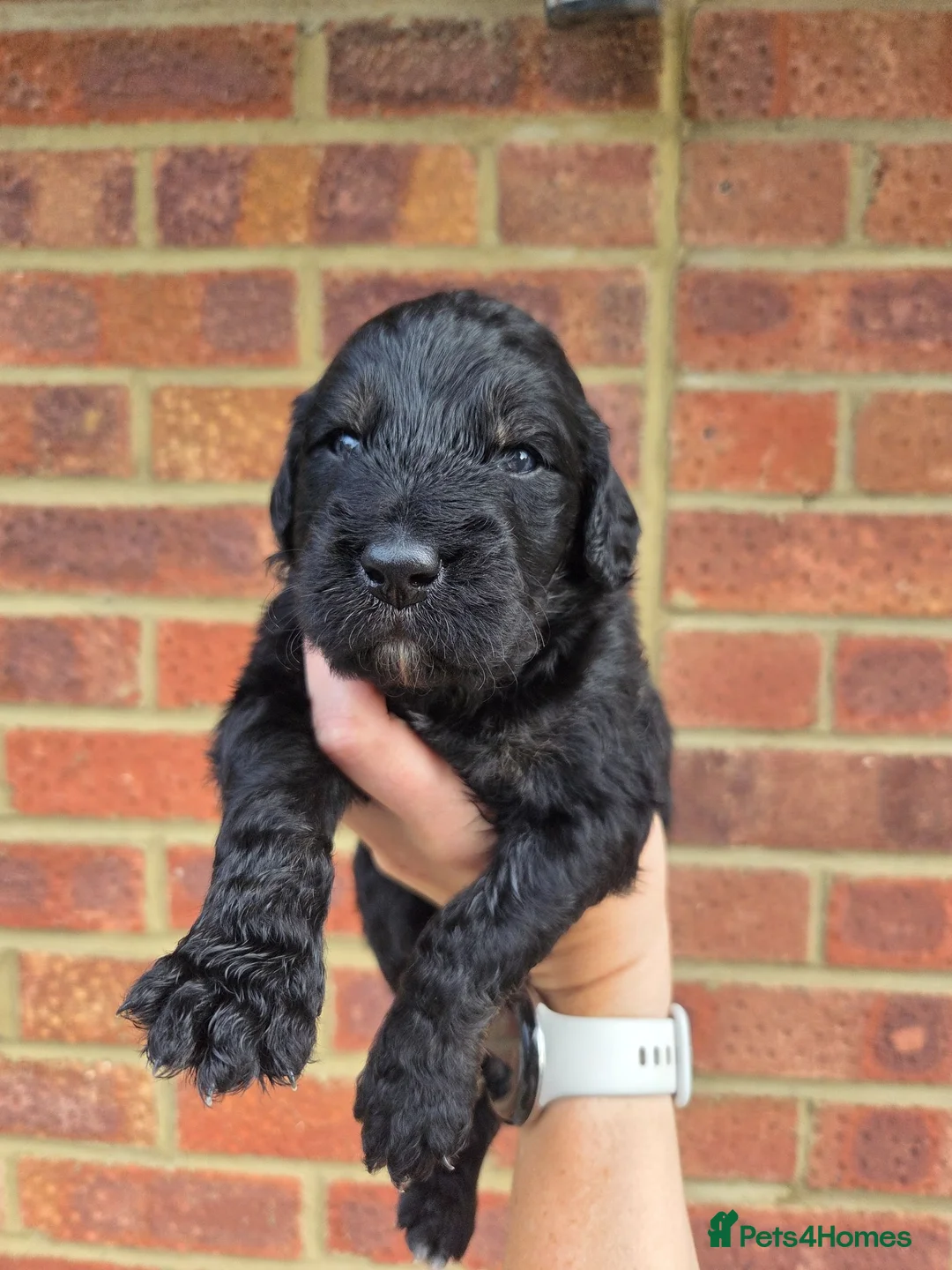Goldendoodle dogs for sale: 🐾 Beautiful F1 Goldendoodle Puppies Available 🐾  - Advert 16