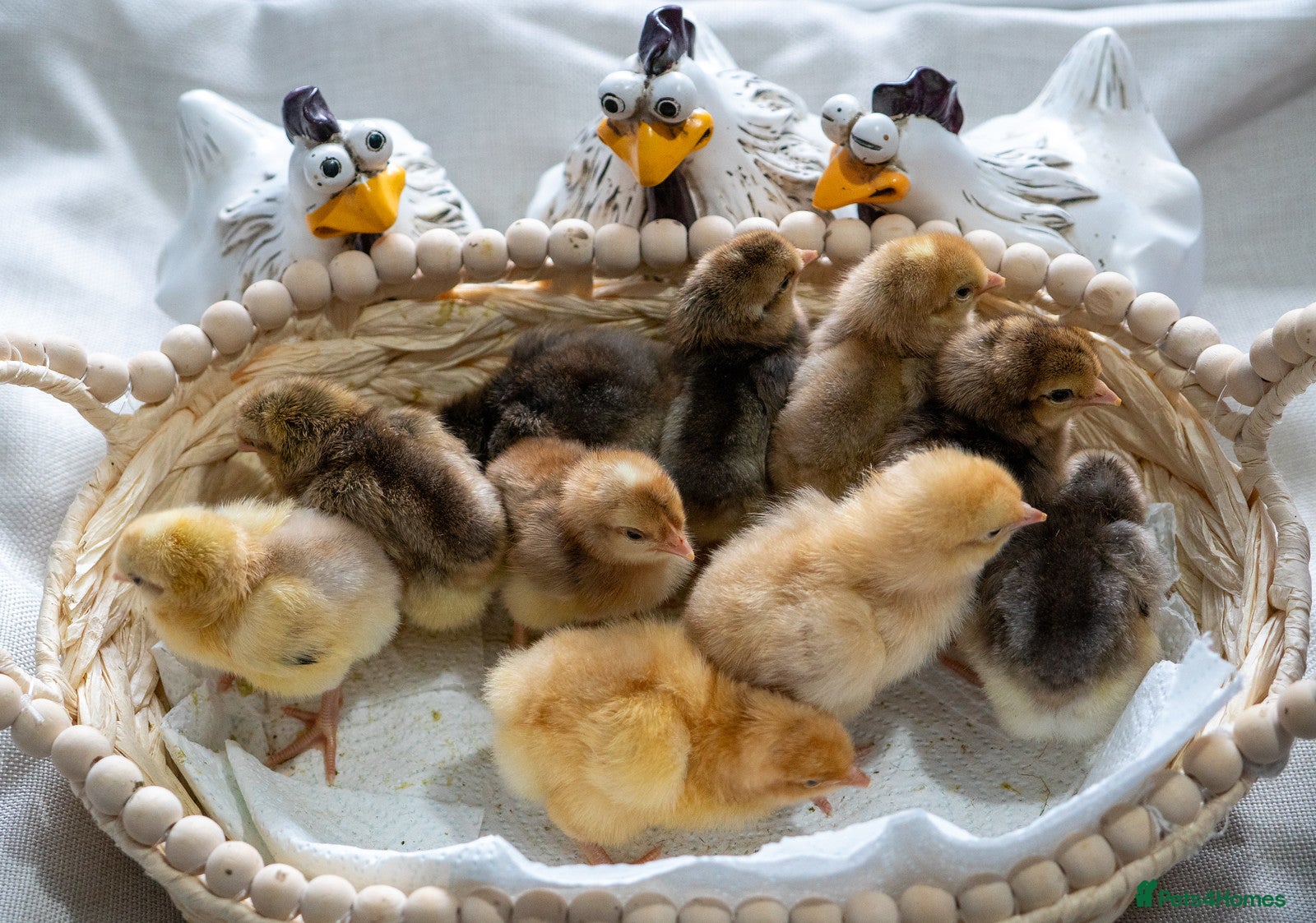 Chickens poultry Day‑Old Chicks and Hatching eggs - pure breed - Advert 2