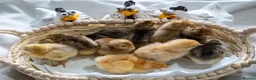 Chickens poultry for sale: Day‑Old Chicks and Hatching eggs - pure breed - Advert 2
