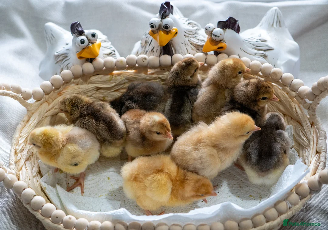 Chickens poultry for sale: Day‑Old Chicks and Hatching eggs - pure breed - Advert 2