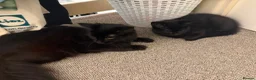 Mixed Breed cats for sale: Cats for sale  - Advert 7