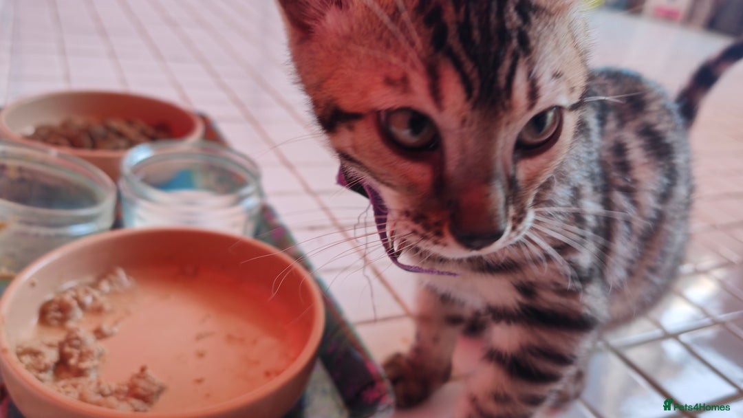 Bengal cats for sale: 1no. Female Bengal Kitten - Image 13