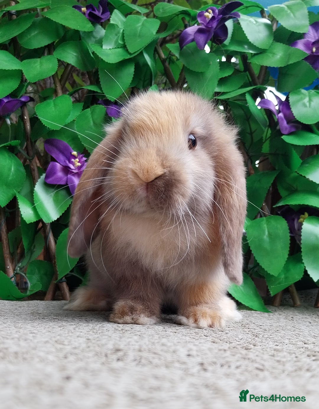 Mini Lop rabbits for sale: Pure mini lop  - Image 5