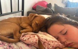 Mixed Breed dogs for sale: MALE JackChi 4 months old!  - Image 4