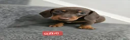 Dachshund dogs for sale: Beautiful dachshund babies  in Barnsley - Advert 3