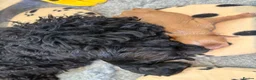 Australian Labradoodle dogs for stud: Douglas MacDoodle - Stud - Advert 18