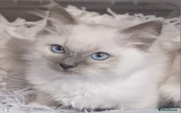 Ragdoll cats for sale: Gorgeous gccf reg Ragdoll kittens  - Image 5