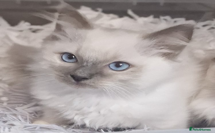 Ragdoll cats - Advert 14