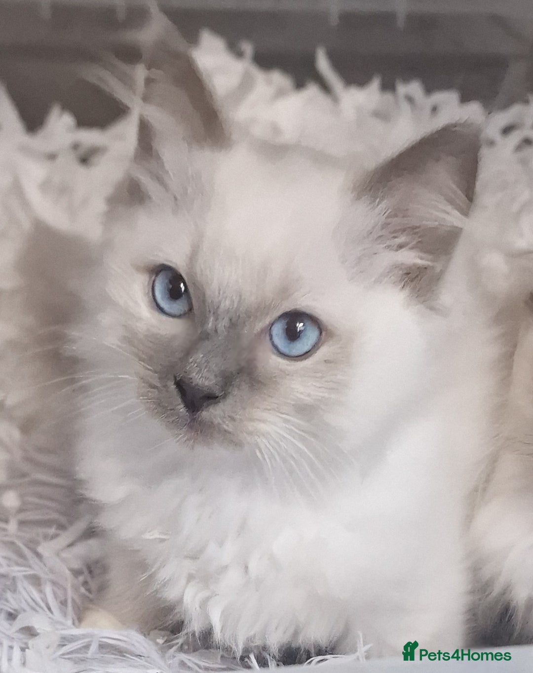 Ragdoll cats for sale: Gorgeous gccf reg Ragdoll kittens  - Image 5