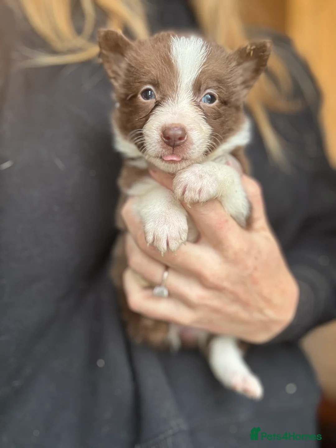 Border Collie dogs for sale: Pure Bred Border Collie Puppies For Sale - Advert 10