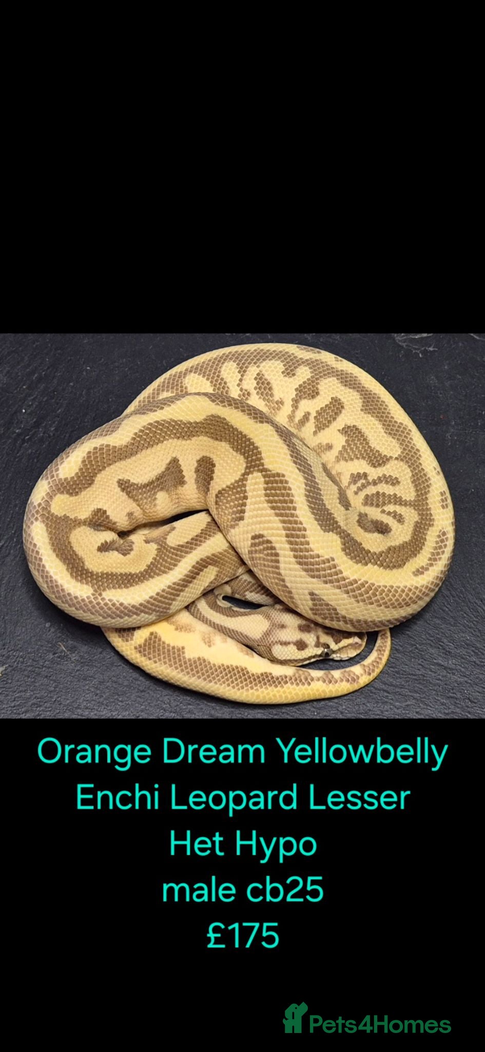 Python Snake reptiles Variety of Royal Pythons - Advert 1