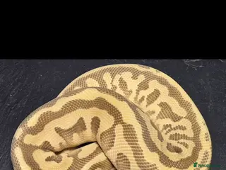 Python Snake reptiles Variety of Royal Pythons - Advert 1