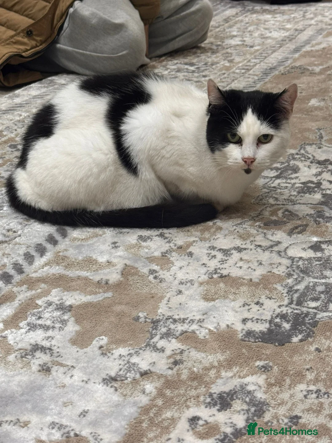 Domestic Shorthair cats for sale: DOMESTIC SHORTHAIR FOR SALE - Advert 6