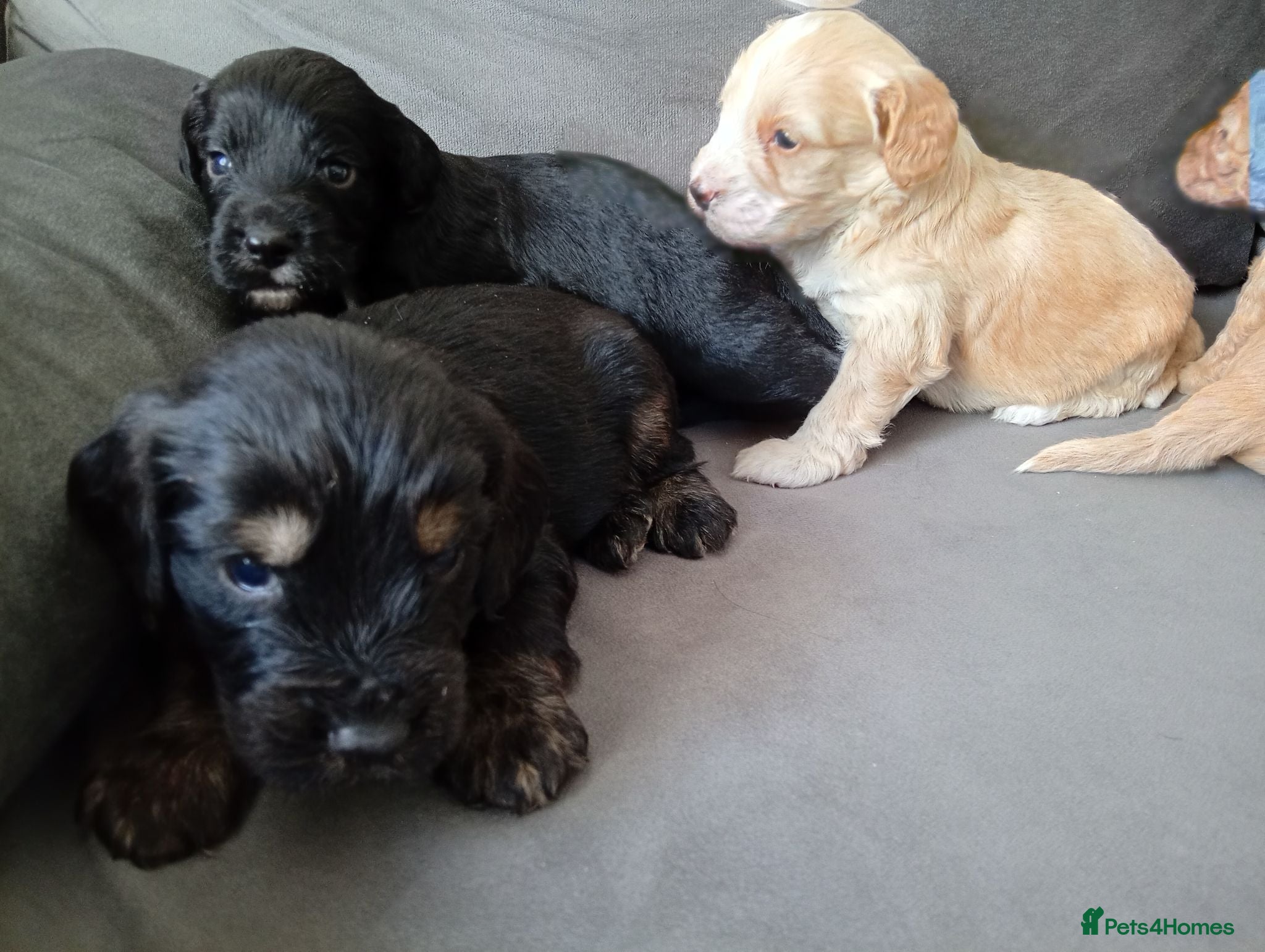 Cockapoo dogs P,r,a clear cockapoo f1 - Advert 5