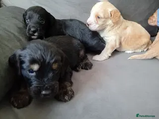 Cockapoo dogs P,r,a clear cockapoo f1 - Advert 5