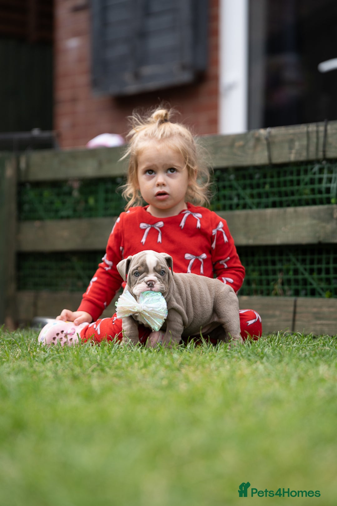 English Bulldog dogs for sale: English bulldog pups for sale  - Image 21