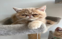 Exotic cats for sale: Last one Gorgeous Exotic boy ready now  - Image 14