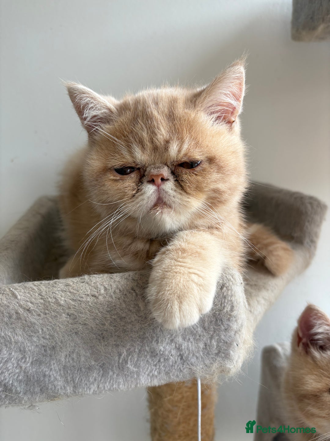 Exotic cats for sale: Last one Gorgeous Exotic boy ready now  - Image 14