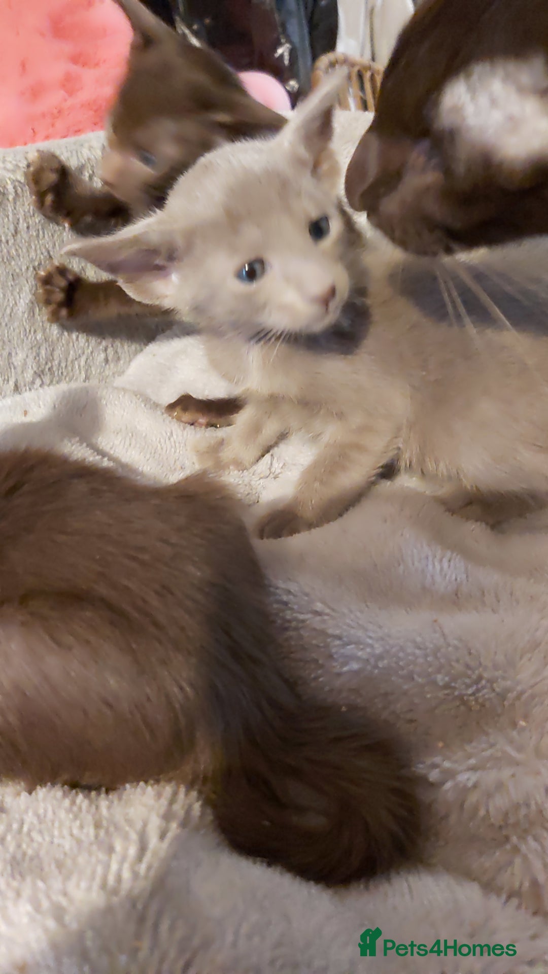 Oriental cats for sale: Full Pedigree Oriental 3 Kittens XL size ears GCCF - Image 37
