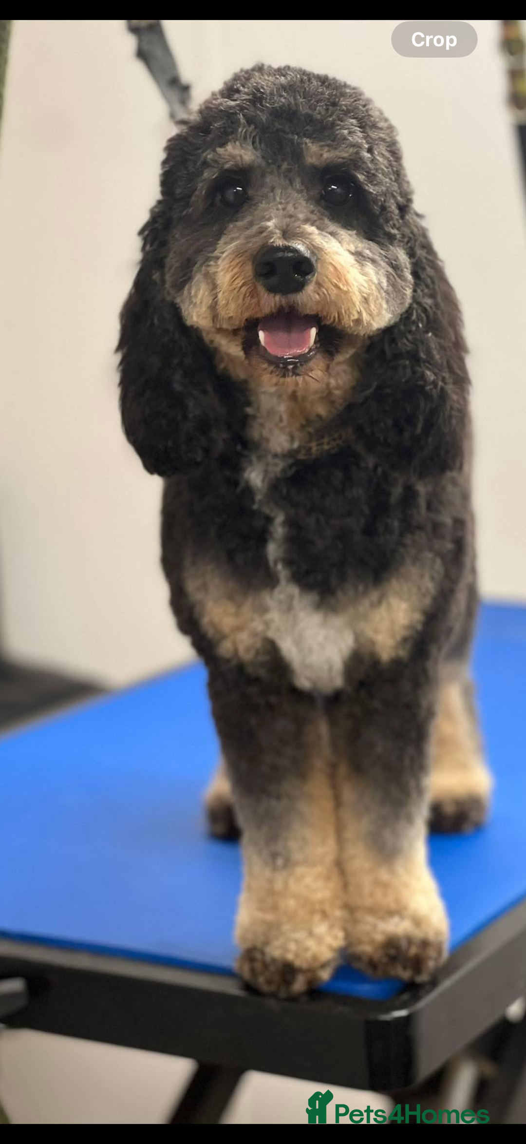 Cockapoo dogs for sale: Beautiful Cockapoo Puppies  - Advert 1