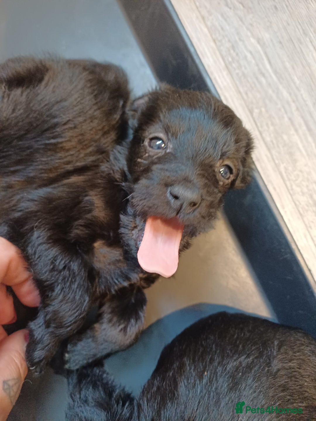 Schnoodle dogs for sale: Schnoodles - poodle and schnauzer mix - Advert 7