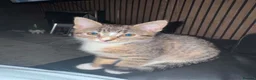 Mixed Breed cats for sale: Kitten for sale - Advert 2